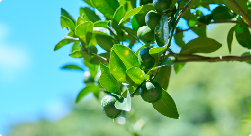 やんばる×全国 コラボ製品開発